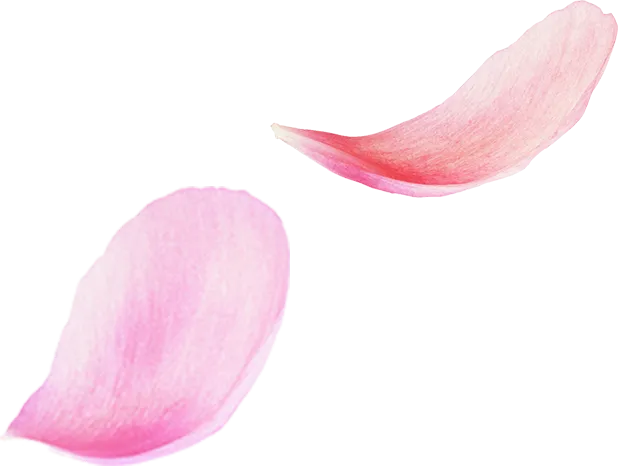 花びら4